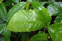 Tectaria polymorpha