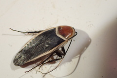 Pseudomops septentrionalis