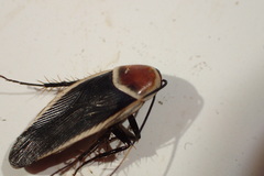 Pseudomops septentrionalis