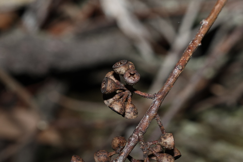 Image of Eucalyptus andrewsii by (c) Greg Tasney, some rights reserved (CC BY-SA)