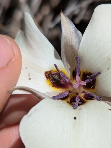 Image of Calochortus bruneaunis by (c) Bryce Johnson, some rights reserved (CC BY)