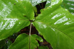 Tectaria polymorpha