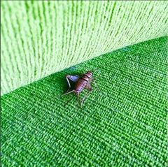 Gryllodes sigillatus