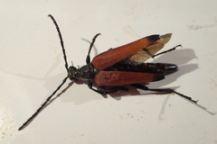 Stenelytrana emarginata