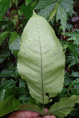 Tectaria polymorpha
