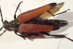 Stenelytrana emarginata