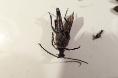 Stenelytrana emarginata