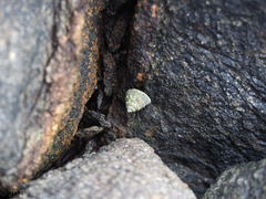 Bembicium