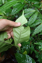 Tectaria polymorpha