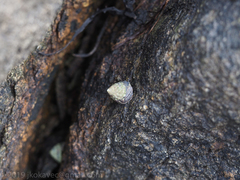 Bembicium