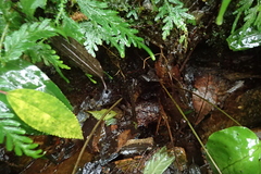 Tectaria polymorpha
