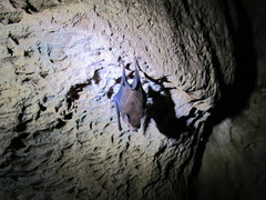 Balantiopteryx io