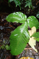 Tectaria polymorpha