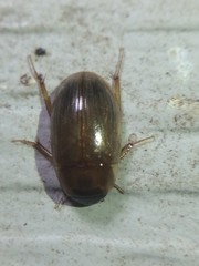 Cymbiodyta bifidus