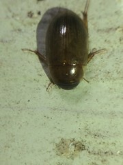 Cymbiodyta bifidus