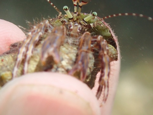 Striped Hermit Crab, playa La Caleta, Málaga, Spain, photo 10 of 10