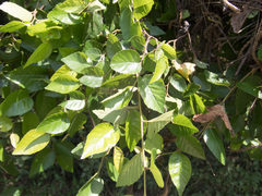Planera aquatica