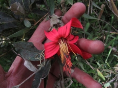 Mutisia clematis