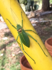 Paracyrtophyllus robustus