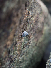 Bembicium