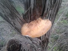 Pleurotus australis