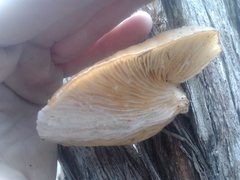 Pleurotus australis
