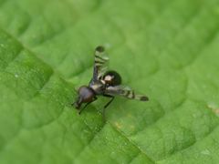 Rivellia syngenesiae