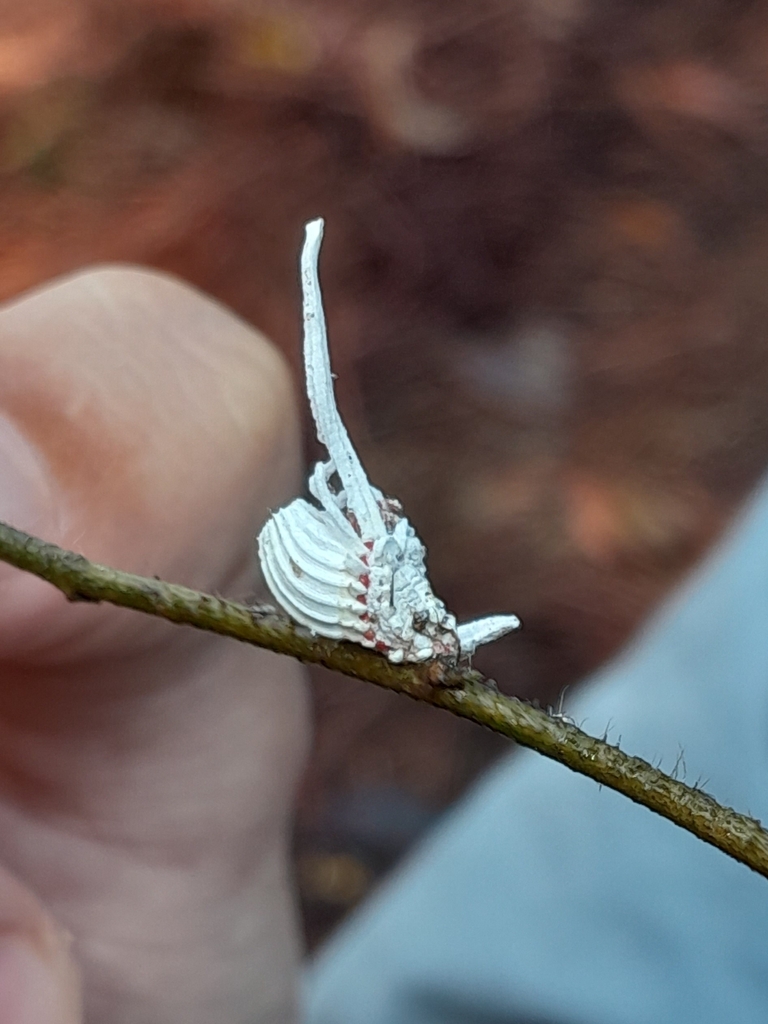 Crypticerya brasiliensis