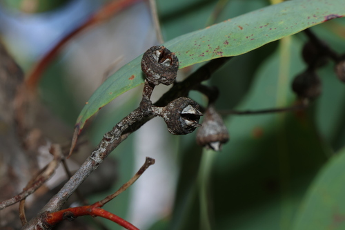 Eucalyptus prava L.A.S.Johnson & K.D.Hill