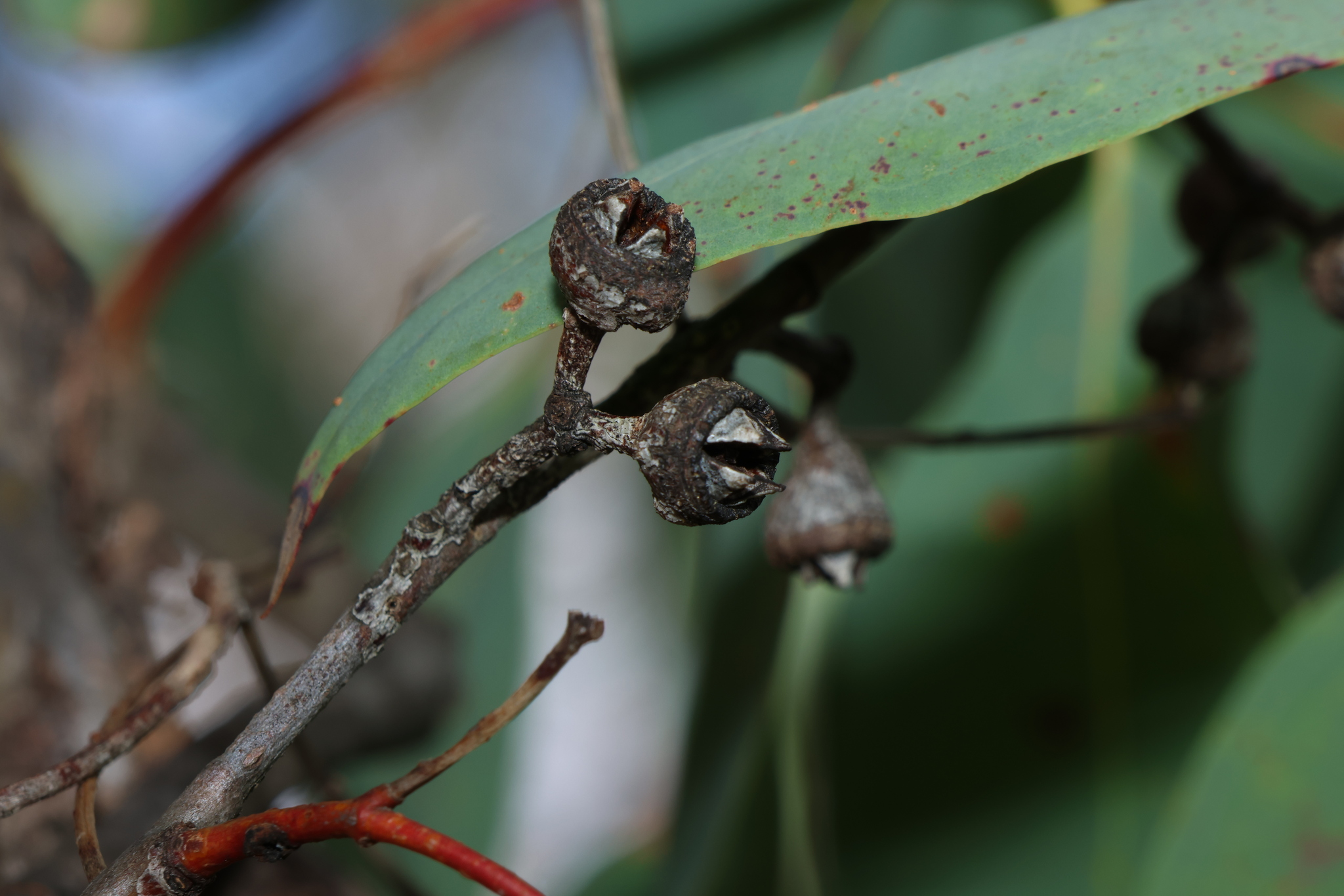 Eucalyptus prava