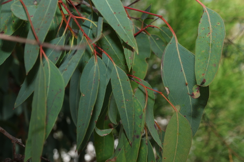 Image of Eucalyptus prava by (c) Greg Tasney, some rights reserved (CC BY-SA)