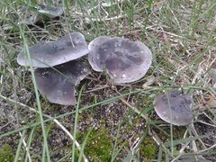 Melanoleuca fusca