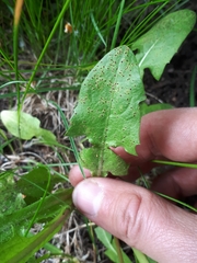 Puccinia taraxaci