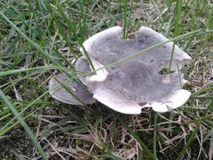 Melanoleuca fusca