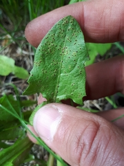 Puccinia taraxaci