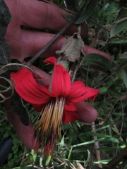 Mutisia clematis