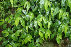 Elatostema cyrtandrifolium
