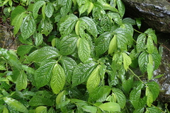 Elatostema rivulare