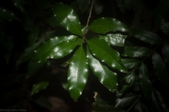 Actephila mooreana