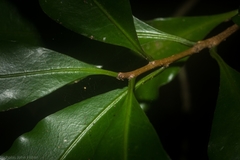 Actephila mooreana