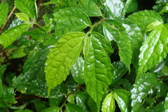 Elatostema cyrtandrifolium