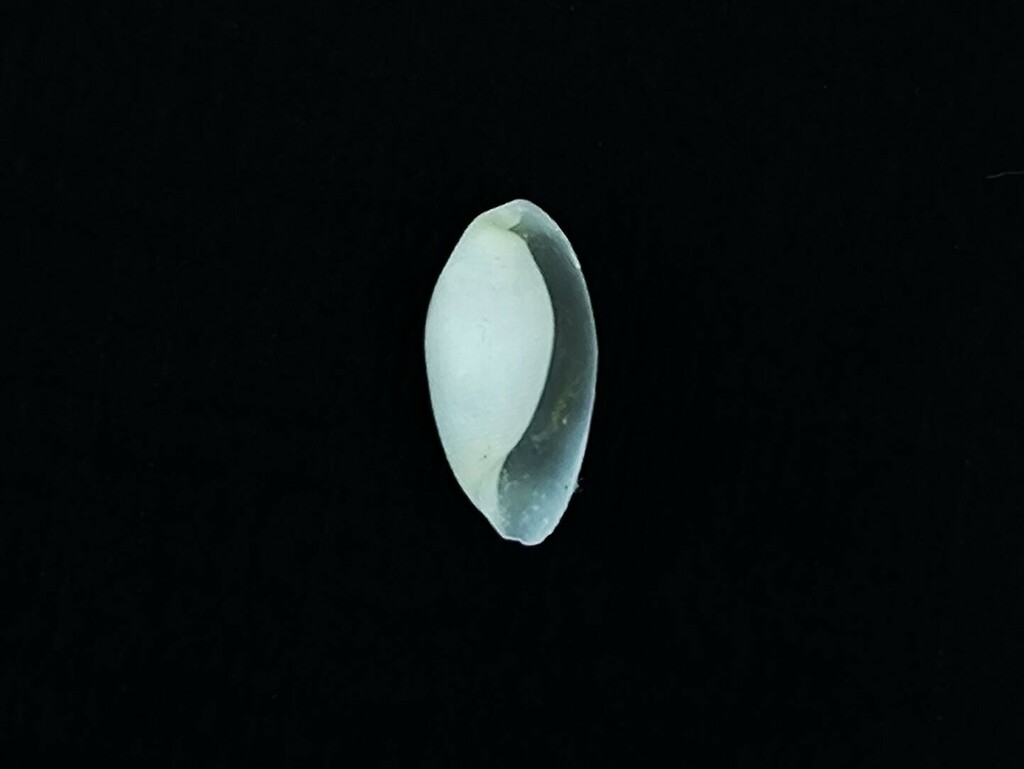 Ghost Paper Bubble Snail