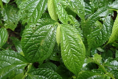 Elatostema rivulare