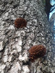 Hexagonia vesparia