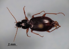 Synuchus impunctatus