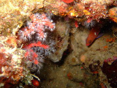 Corallium rubrum