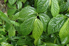 Elatostema rivulare
