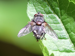 Blepharipa pratensis