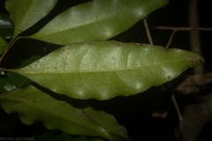 Actephila mooreana