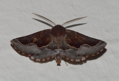 Drepanogynis ectoglauca